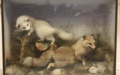 A Victorian taxidermy study of stuffed and mounted Foxes...