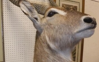 A taxidermy stuffed and mounted Water Buck head and...