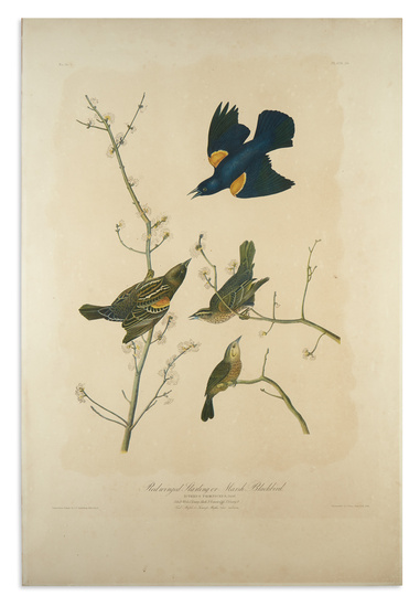 AUDUBON, JOHN JAMES. Red Winged Starling or Marsh Blackbird. Plate 216. Chromolithographed plate...