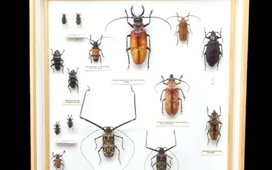 Beetles World Cerambycidae collection (50X40 cm) with rare Indian sp. - Diorama Beetles sp - with full data and determination information - 1970-1980