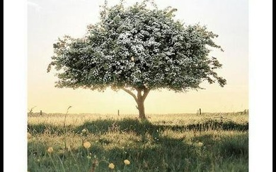 Blooming Tree Poster