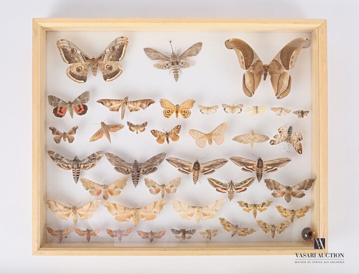 Boite entomologique contenant trente-neuf... - Lot 37 - Vasari Auction