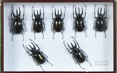 Chalcosoma moellenkampi 7 mâles grandes tailles Bornéo