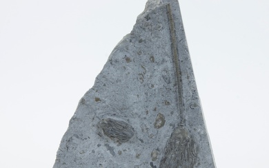 Crinoid multiple, Arthroacantha carpenteri, Devonian (410 million y), Silica Formation, Ohio, USA