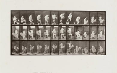 (-), Eadweard Muybridge (London 1830 - 1904) Animal...