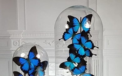 Finest quality Blue Emperor, or Ulysses Butterflies under glass domes - Papilio ulysses - 40×23×23 cm