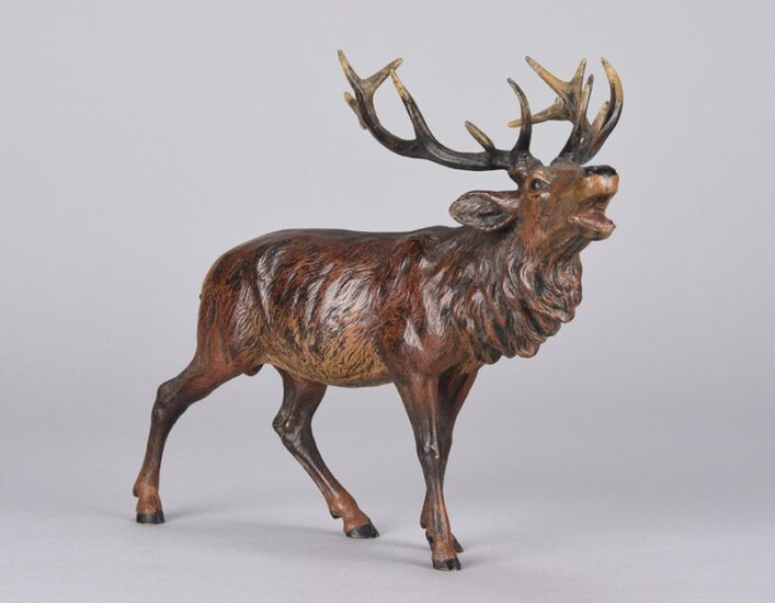 Franz Bergman (1861 ~ 1936) Cold painted Vienna bronze of a bellowing stag, signed with Bergman 'B' and stamped 'Austria'. Circa 1900 - Height 18 cm, Width 24 cm.