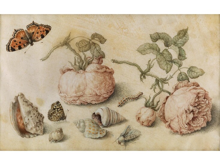 Jan van Kessel d. Ä., um 1626 – 1679, zug., ROSEN, SCHNECKEN UND INSEKTEN AUF HELLEM GRUND