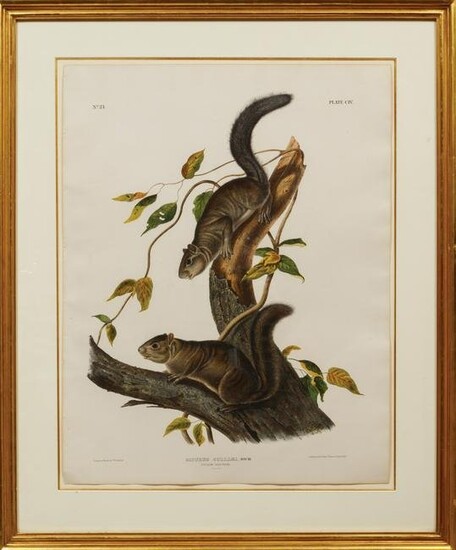John James Audubon (American, 1785-1851)