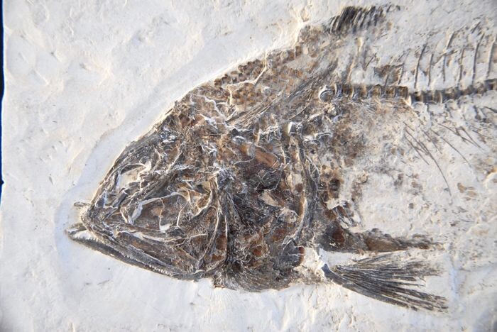 Late Cretaceous Bony Fish - Fossil in matrix - Apsopelix anglicus - 180×340×60 mm