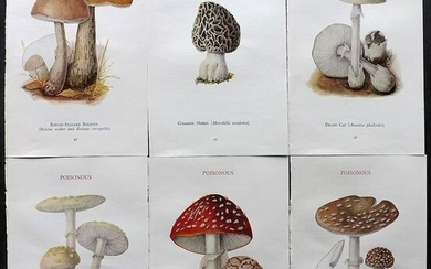 MAFF 1945 Lot of 6 Vintage Mushroom Fungi Prints