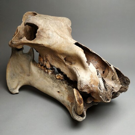 Malagasy Hippopotamus - Skull - Hippopotamus madagascariensis - 46×31.5×29 cm