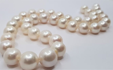 NO RESERVE PRICE - 11x14mm Round White Cultured Pearls - Necklace