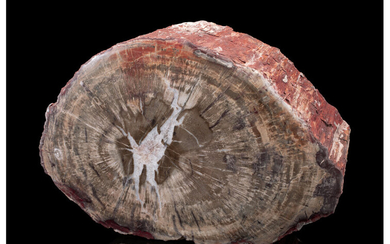 Petrified Conifer Stump Araucaria Triassic Chinle Formation Arizona/Utah, USA...