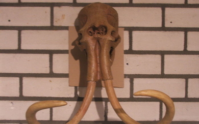 Replica Woolly Mammoth - Skull -Mammuthus primigenius- 580×450×300 mm