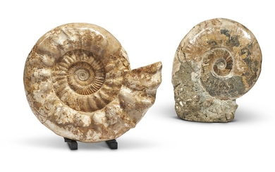 TWO AMMONITE FOSSILS