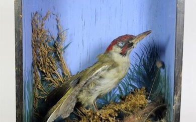 Taxidermy: A Green European Woodpecker & Yellow Canary, circa 1900,...