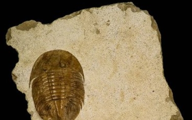 Trilobite - Finest Quality Pseudobasiliscus planus