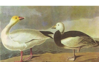 c1946 Audubon Print, #381 Blue and Snow Goose
