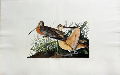 Audubon Aquatint Marbled Godwit
