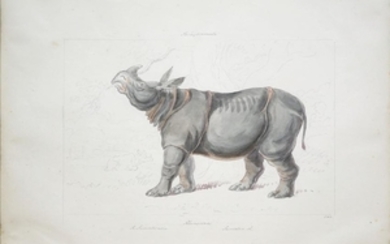 Charles H. Smith Rhinoceros Watercolor