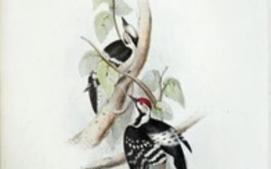 John Gould Lithograph Lesser Spotted Woodpecker