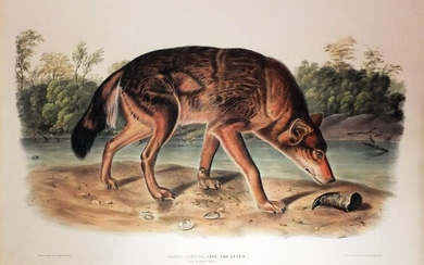 Audubon Lithograph, Red Texan Wolf