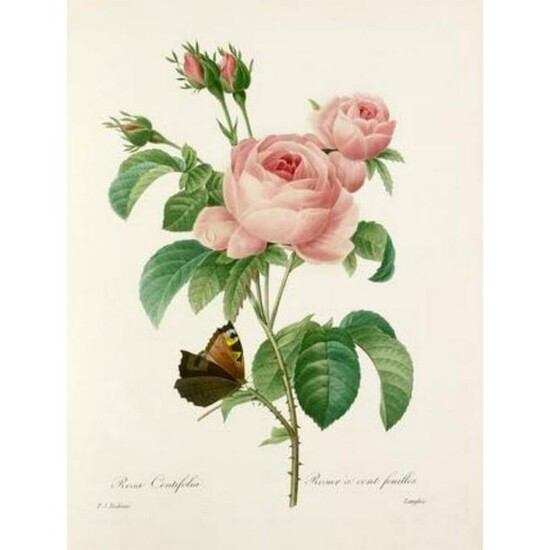 After Pierre-Jospeh Redoute, Floral Print, #117 Rosa