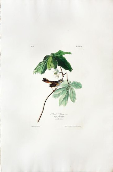 Audubon Aquatint, Swamp Sparrow