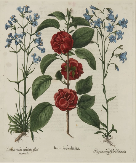 Basilius Besler, German 1561-1629- Botanical Studies from 'Hortus Eystettensis'; hand-coloured...