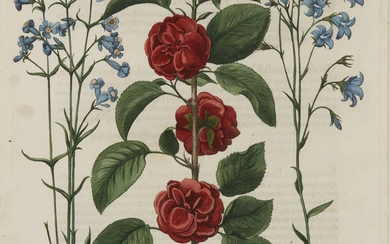Basilius Besler, German 1561-1629- Botanical Studies from 'Hortus Eystettensis'; hand-coloured...
