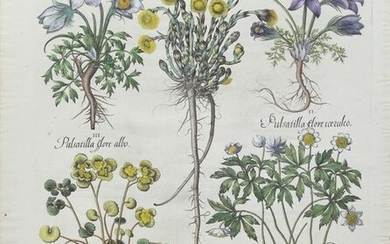 Besler Engraving, 1. Tussilago, 2. Pulsatilla flore
