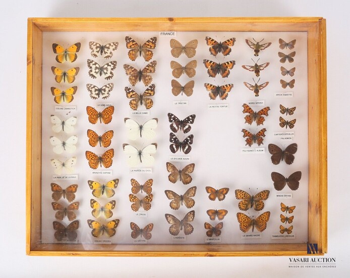 Boite entomologique contenant cinquante-huit... - Lot 38 - Vasari Auction