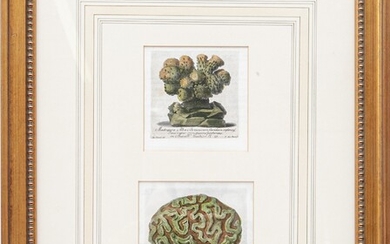 Colored Etchings Of Coral After Niccolo Gualtieri (Italian, 1688-1744)