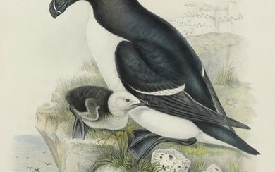 John Gould (1804-1881) Alca Torda (Razorbill); Fratercula Arctica...