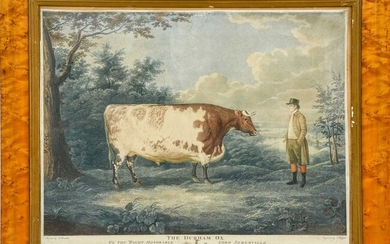 Livestock print. The Durham Ox, 1802, stipple-engraving in colours