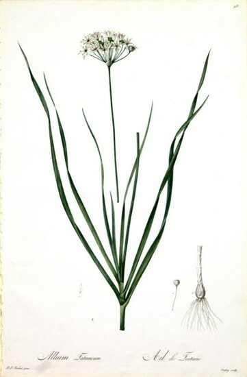 Pierre Joseph Redoute - Allium Tataricum
