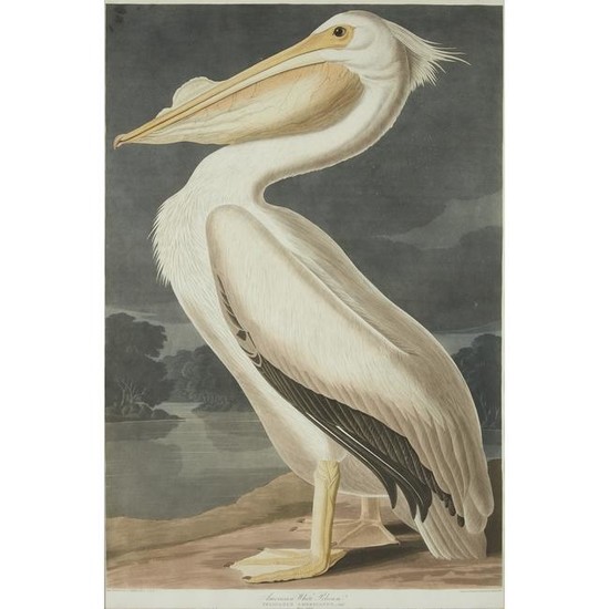 [Prints] Audubon, John James, American White Pelican