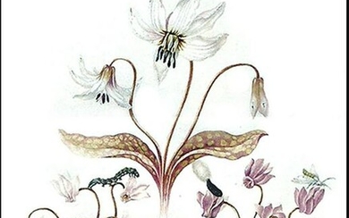 Rich and delicate watercolors by Johanna Graff Herolt