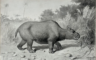 Smit Original Early Drawing of a Toxodon - Ushering in