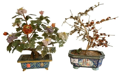 Two Chinese Jade Trees, having flowers and leaves