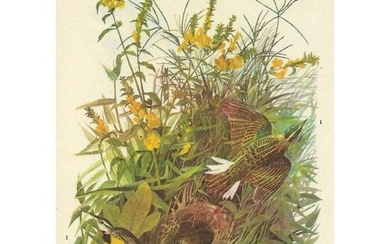 c1946 Audubon Print, #136 Meadow Lark