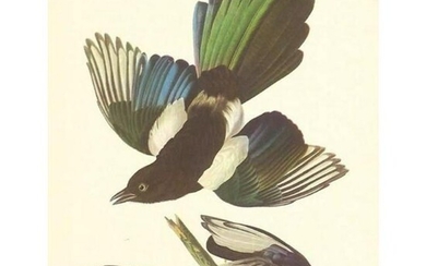 c.1950 Audubon Print, American Magpie