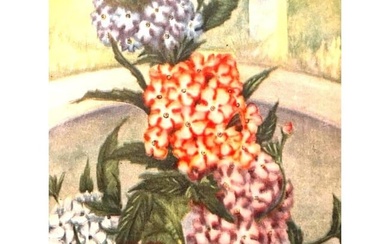 1920's Verbena, Color Lithograph Print