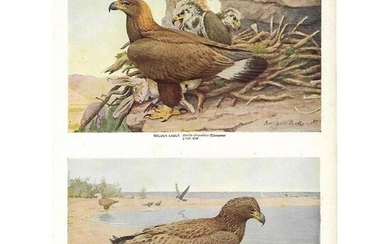 1936 Pearson Birds Lithograph, Eagles ( Golden, Bald )