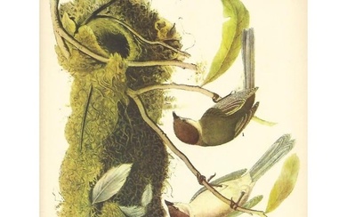 1937 Audubon Bird Print, #467 Bush-Tit