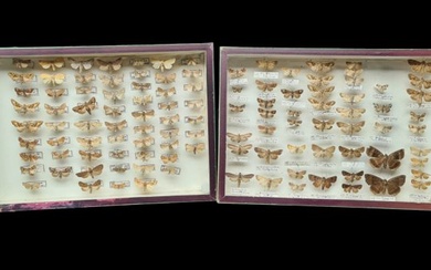 2 Moths Collection - new ex PAGES collection (39X26 cm) - - Diorama Hétérocères sp - with full data and determination information - 1960-1970