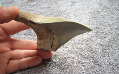 Megalodon - tooth patalogical (malformation) - Carcharocles megalodon - 101×89×23 mm