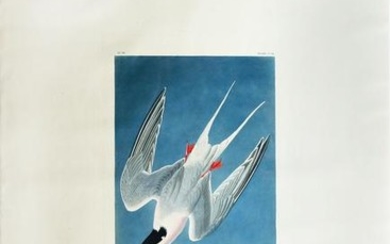 Audubon Aquatint Roseate Tern