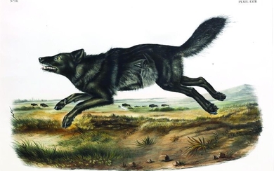 Audubon Quad Lithograph, Black Wolf